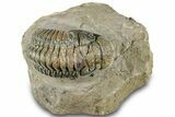 Beautiful Crotalocephalina Trilobite - Exposed Hypostome #311686-5